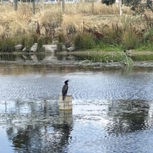 Phalacrocorax sulcirostris at Casey, ACT - 26 Jan 2023 01:23 PM