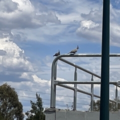 Ocyphaps lophotes (Crested Pigeon) at Casey, ACT - 26 Jan 2023 by Hejor1