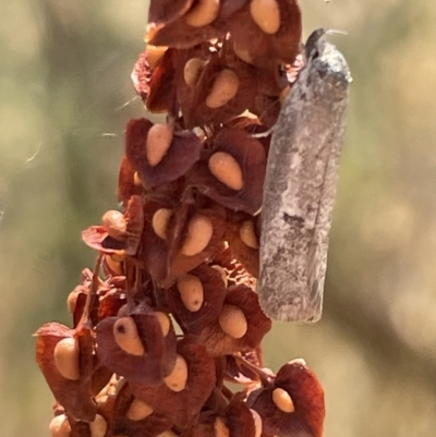Philobota (genus) (Unidentified Philobota genus moths) at Ngunnawal, ACT - 26 Jan 2023 by Hejor1