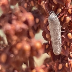 Philobota (genus) at Ngunnawal, ACT - 26 Jan 2023 01:35 PM