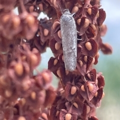 Philobota (genus) at Ngunnawal, ACT - 26 Jan 2023 01:35 PM