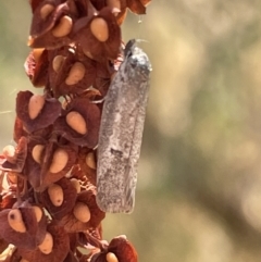 Philobota (genus) at Ngunnawal, ACT - 26 Jan 2023