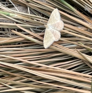 Scopula rubraria at Ngunnawal, ACT - 26 Jan 2023