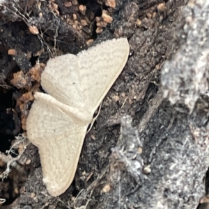 Scopula optivata at Ngunnawal, ACT - 26 Jan 2023