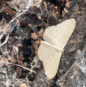 Scopula optivata at Ngunnawal, ACT - 26 Jan 2023