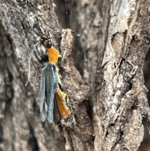 Chauliognathus tricolor at Ngunnawal, ACT - 26 Jan 2023