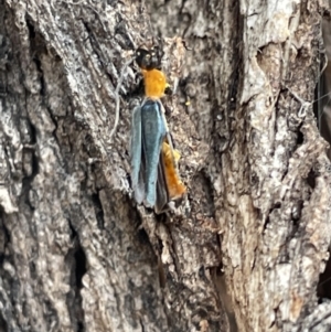 Chauliognathus tricolor at Ngunnawal, ACT - 26 Jan 2023