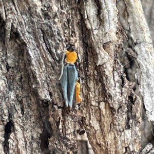 Chauliognathus tricolor at Ngunnawal, ACT - 26 Jan 2023