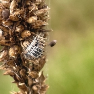 Coccinellidae (family) at Dickson Wetland Corridor - 21 Jan 2023