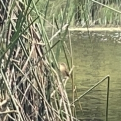 Acrocephalus australis (Australian Reed-Warbler) at Dickson Wetland Corridor - 21 Jan 2023 by Hejor1