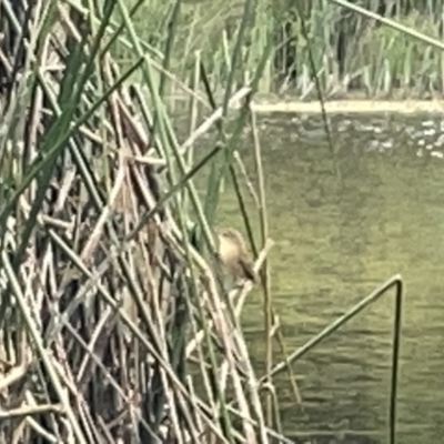 Acrocephalus australis (Australian Reed-Warbler) at Dickson Wetland - 21 Jan 2023 by Hejor1