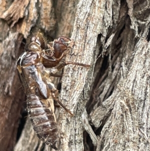 Cicadettini sp. (tribe) at Forde, ACT - 27 Jan 2023