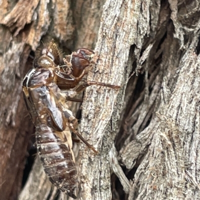 Cicadettini sp. (tribe) (Cicada) at Mulligans Flat - 27 Jan 2023 by Hejor1