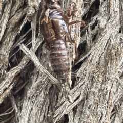 Cicadettini sp. (tribe) at Forde, ACT - 27 Jan 2023