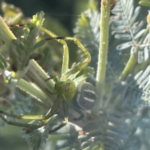 Lehtinelagia prasina at Braddon, ACT - 27 Jan 2023