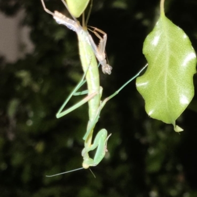 Pseudomantis albofimbriata at Braddon, ACT - 27 Jan 2023 by Hejor1