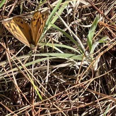 Heteronympha merope (Common Brown Butterfly) at Nicholls, ACT - 3 Feb 2023 by Hejor1