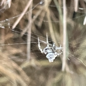 Philoponella congregabilis at Nicholls, ACT - 3 Feb 2023