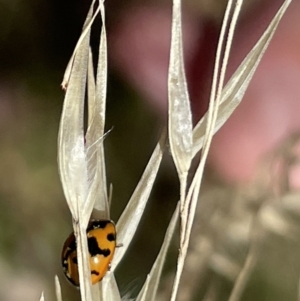 Coccinella transversalis at Greenleigh, NSW - 5 Feb 2023 01:24 PM