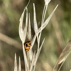 Coccinella transversalis at Greenleigh, NSW - 5 Feb 2023 01:24 PM