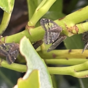 Scolypopa australis at Canberra, ACT - 8 Feb 2023