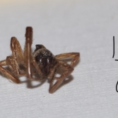 Araneae (order) (Unidentified spider) at Greenleigh, NSW - 5 Feb 2023 by Hejor1