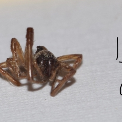 Araneae (order) (Unidentified spider) at Greenleigh, NSW - 5 Feb 2023 by Hejor1