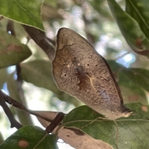 Heteronympha merope at Ainslie, ACT - 27 Jan 2023