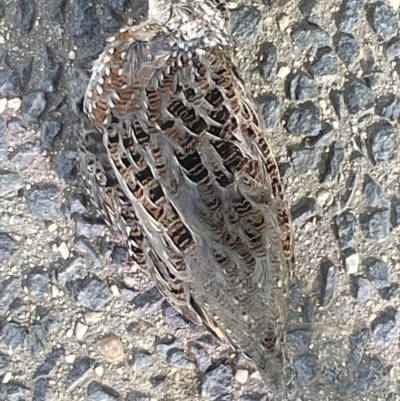 Turnix varius (Painted Buttonquail) at City Renewal Authority Area - 15 Feb 2023 by Hejor1