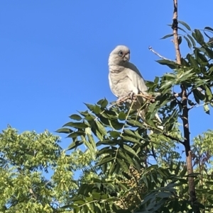 Cacatua sanguinea at Braddon, ACT - 15 Feb 2023