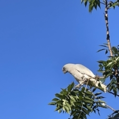 Cacatua sanguinea at Braddon, ACT - 15 Feb 2023 06:33 PM