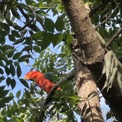 Alisterus scapularis (Australian King-Parrot) at City Renewal Authority Area - 13 Feb 2023 by Hejor1