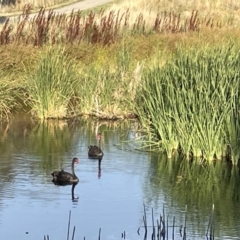 Cygnus atratus (Black Swan) at Casey, ACT - 18 Feb 2023 by Hejor1