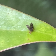 Psychodidae sp. (family) (Moth Fly, Drain Fly) at Acton, ACT - 19 Feb 2023 by Hejor1