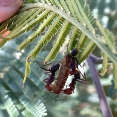 Iridomyrmex purpureus (Meat Ant) at Ainslie, ACT - 25 Feb 2023 by Hejor1