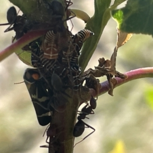 Eurymeloides pulchra at Ainslie, ACT - 25 Feb 2023