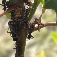 Eurymeloides pulchra at Ainslie, ACT - 25 Feb 2023