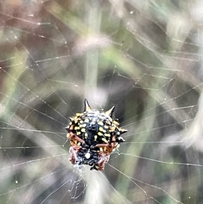 Austracantha minax (Christmas Spider, Jewel Spider) at Campbell, ACT - 2 Mar 2023 by Hejor1