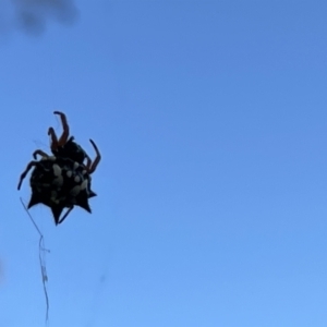 Austracantha minax at Campbell, ACT - 2 Mar 2023