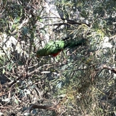 Polytelis swainsonii (Superb Parrot) at Mount Majura - 3 Mar 2023 by Hejor1