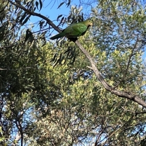 Polytelis swainsonii at Hackett, ACT - suppressed