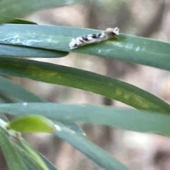 Lepidoscia (genus) ADULT at Mount Majura - 3 Mar 2023 by Hejor1