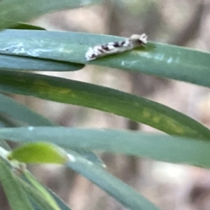 Erechthias mystacinella at Hackett, ACT - 3 Mar 2023