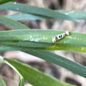 Erechthias mystacinella at Hackett, ACT - 3 Mar 2023