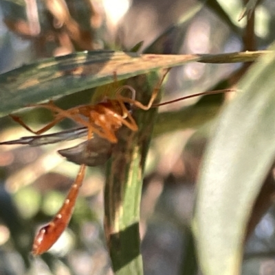 Ichneumonoidea (Superfamily) (A species of parasitic wasp) at Hackett, ACT - 3 Mar 2023 by Hejor1