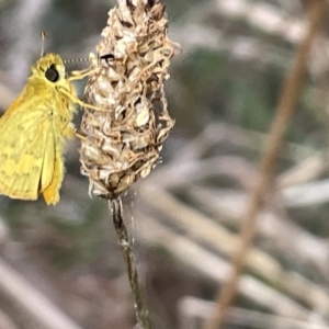 Ocybadistes walkeri at Hackett, ACT - 3 Mar 2023 07:03 PM