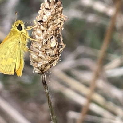 Ocybadistes walkeri (Green Grass-dart) at Mount Majura - 3 Mar 2023 by Hejor1