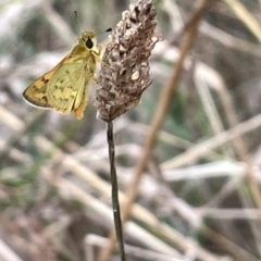 Ocybadistes walkeri at Hackett, ACT - 3 Mar 2023 07:03 PM