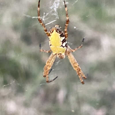 Cyrtophora moluccensis (Tent spider) at Mount Majura - 3 Mar 2023 by Hejor1