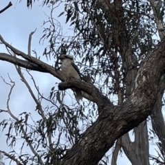 Dacelo novaeguineae (Laughing Kookaburra) at Mount Majura - 3 Mar 2023 by Hejor1